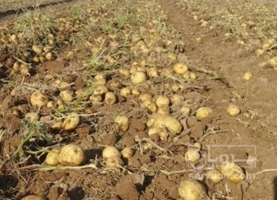 فروش سیب زمینی بذری اگریا