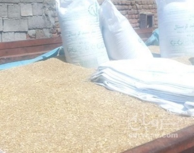 فروش کتان (گیاه الیافی)