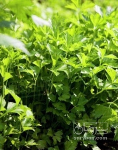 فروش جعفری تازه