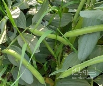 فروش باقلا تازه - باقالی - باقالا هکتاری