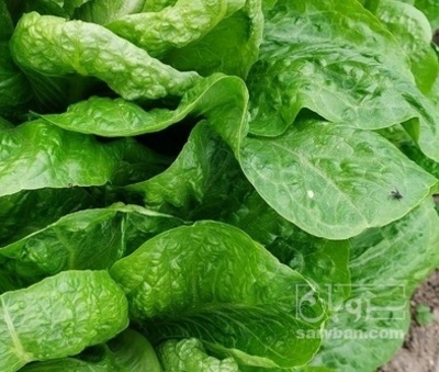 فروش کاهو ایرانی - رومانو