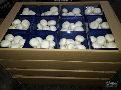 فروش قارچ دکمه ای بسته بندی وفله وبلنچ