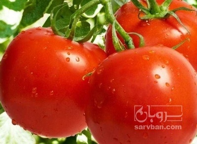 فروش گوجه فرنگی