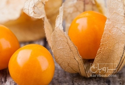 فروش فیسالیس - میوه