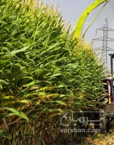 فروش چاپر ذرت - سیلاژ ذرت