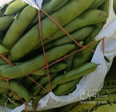 فروش باقلا تازه - باقالی - باقالا