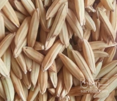 فروش برنج بذری دم سیاه