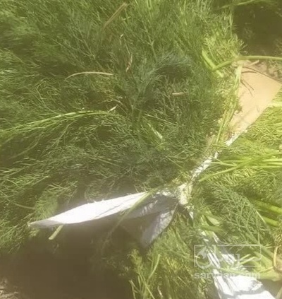 فروش شوید تازه