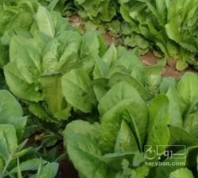 فروش کاهو ایرانی - رومانو