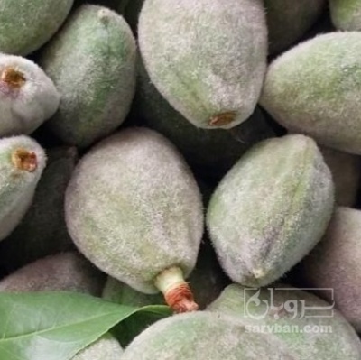 فروش چغاله بادام