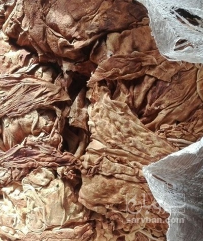 فروش تنباکو کوهی (گیاه‌ دارویی)