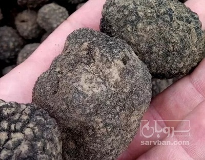 فروش قارچ ترافل