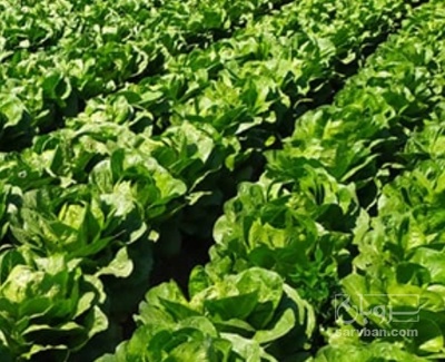 فروش کاهو ایرانی - رومانو