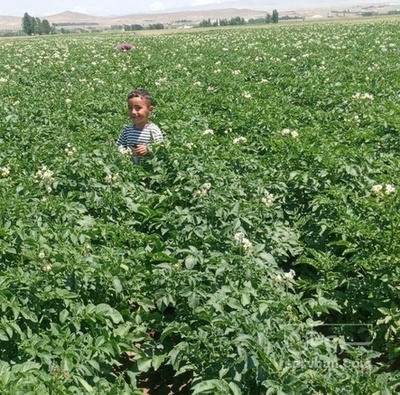 فروش سیب زمینی بذری جلی