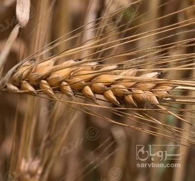 فروش گندم