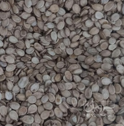 فروش تخمه هندوانه بو داده