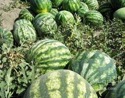 فروش هندوانه