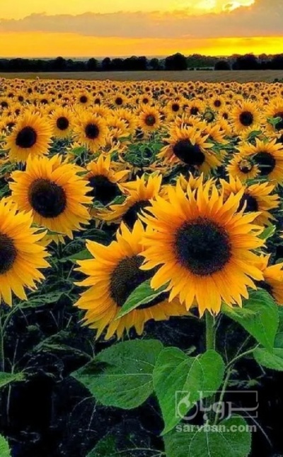 فروش آفتابگردان