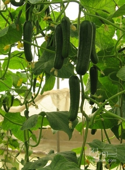 فروش خیار گلخانه ایی سناتور