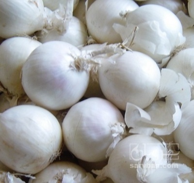 فروش پیاز سفید