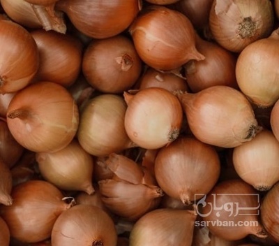 فروش پیاز زرد