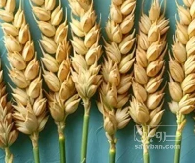 فروش گندم