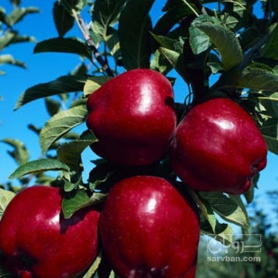 فروش سیب قرمز
