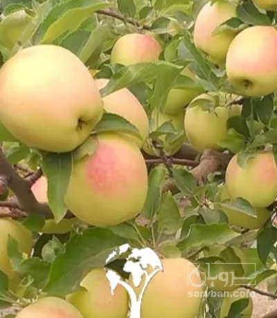 فروش سیب زرد