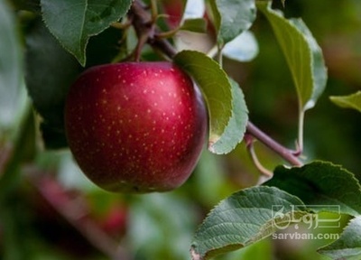 فروش سیب قرمز