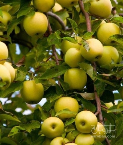 فروش سیب زرد