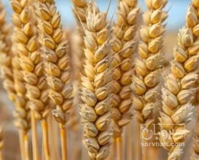فروش گندم