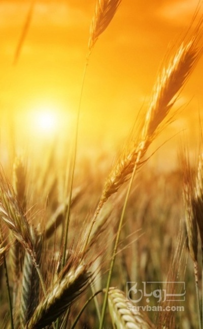 فروش گندم
