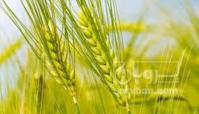 فروش گندم