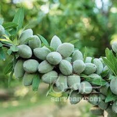 فروش بادام درختی