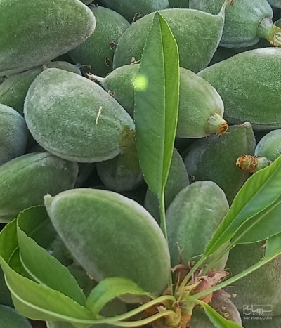 فروش چغاله بادام