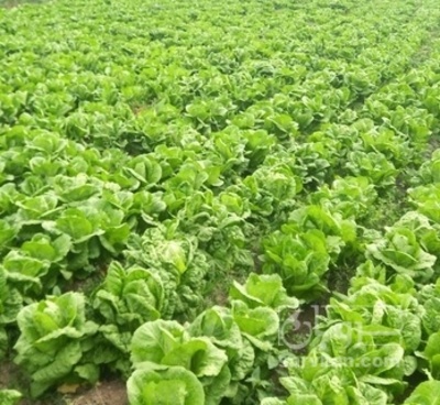 فروش کاهو ایرانی - رومانو