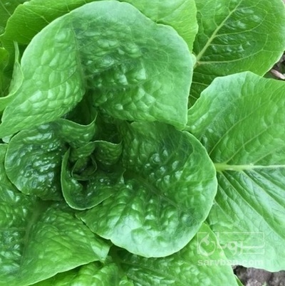 فروش کاهو ایرانی - رومانو