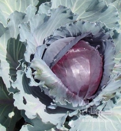 فروش کلم برگی بنفش