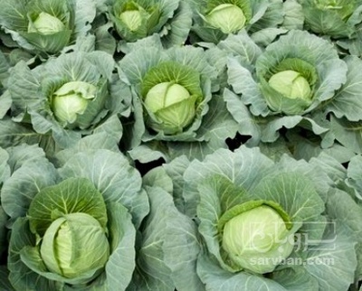 فروش کلم برگی سفید