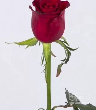 فروش  رز