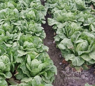 فروش کاهو ایرانی - رومانو