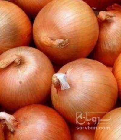 فروش پیاز زرد