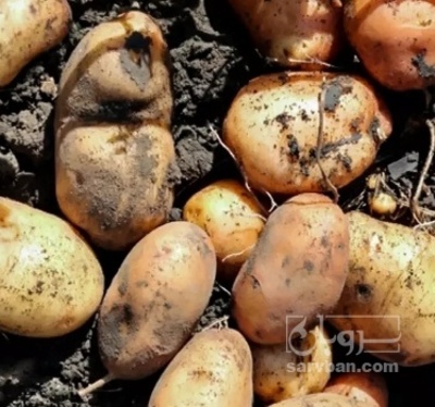 فروش سیب زمینی سانتا