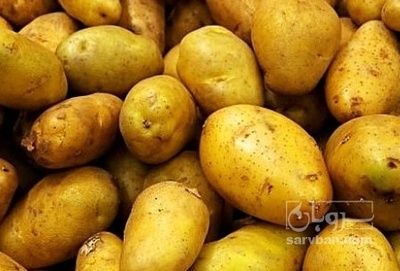 فروش سیب زمینی کارلیا