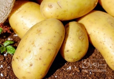 فروش سیب زمینی اسپریت