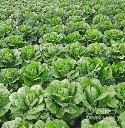 فروش کاهو ایرانی - رومانو