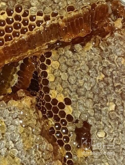 فروش عسل مومی