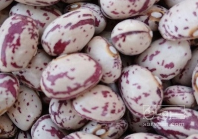 فروش لوبیا چیتی