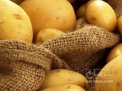 فروش سیب زمینی کلمبیا بذری