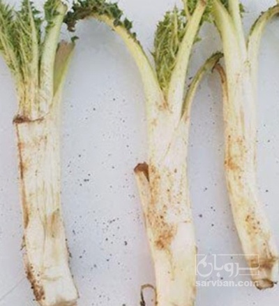 فروش کنگر کوهی (گیاه‌ دارویی)